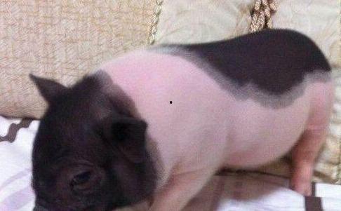 小香猪吃羊角瓜视频,萌态十足引网友爆笑