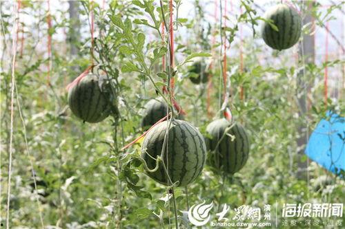 蓝田吃瓜事件视频大全最新,视频大全揭秘惊人真相