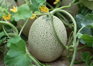 吃哈密瓜女的视频搞笑