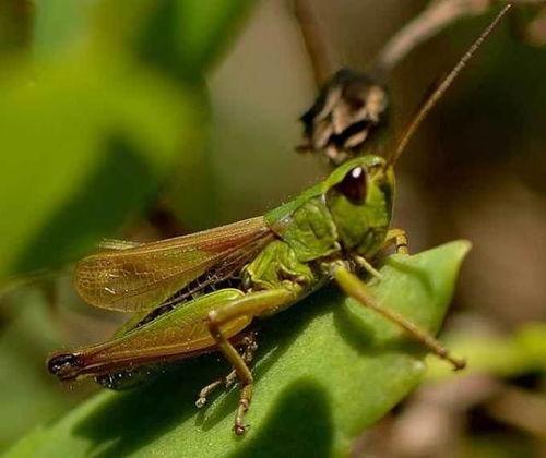 吃瓜的蚂蚱视频播放,揭秘视频播放背后的热门现象