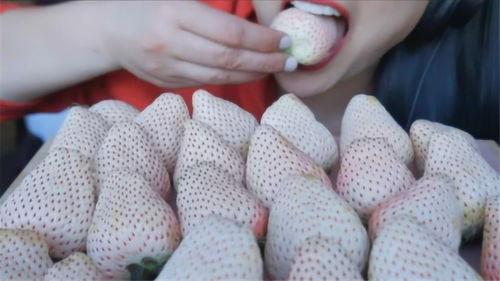 白草莓吃瓜的视频,揭秘网红美食背后的故事