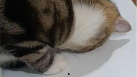 胖猫吃瓜视频素材,欢乐无限，带你领略萌宠趣味时光