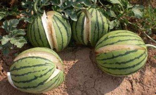 吃瓜视频真实记录金乡,吃瓜视频真实记录的乡村变迁