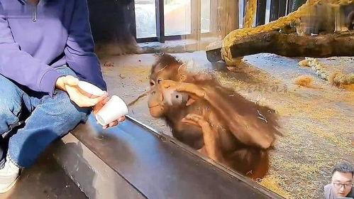 吃瓜变猴搞笑视频,一场视觉盛宴的欢乐之旅