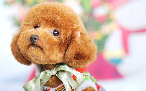 小泰迪吃哈密瓜视频,萌态十足引网友热议