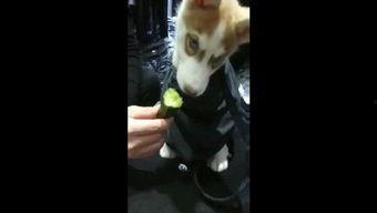 警察给狗吃瓜视频,警察叔叔给狗狗分享夏日清凉瓜果