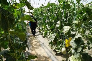 沂山吃瓜的视频,一场别开生面的夏日盛宴