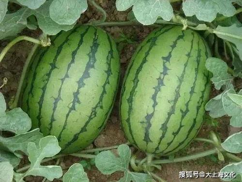 什么瓜可以爬房顶吃呢视频