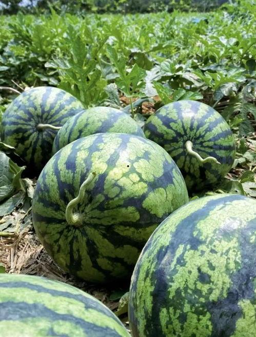 临沧吃瓜事件视频最新版,视频最新版揭露惊人真相