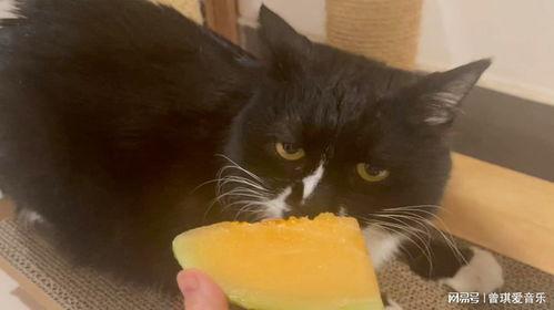 小猫咪管吃哈密瓜吗视频