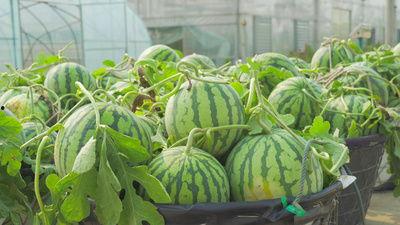 吃瓜搞笑模板视频大全免费,欢乐无限