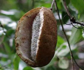 有人摘八月瓜吃吗视频,视频揭秘摘瓜技巧与食用方法