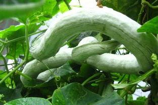 吃蛇瓜还削皮吗视频讲解,削皮还是直接吃？视频揭秘