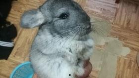 吃瓜龙猫夫妇视频,甜蜜日常大揭秘