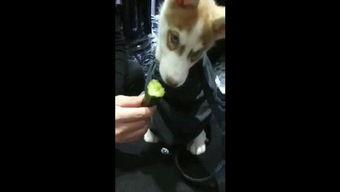 狗狗打架视频吃瓜