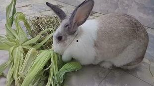 土瓜叶兔子可以吃吗视频,安全与营养揭秘