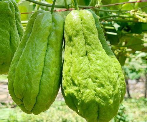 猪吃佛手瓜长得快吗视频,猪食用佛手瓜助力快速成长揭秘