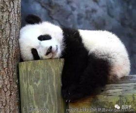 熊猫吃竹子瓜视频大全,瓜果飘香视频大盘点