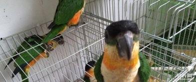 凯克鹦鹉吃蜜瓜视频