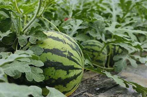 长垣吃瓜的原视频