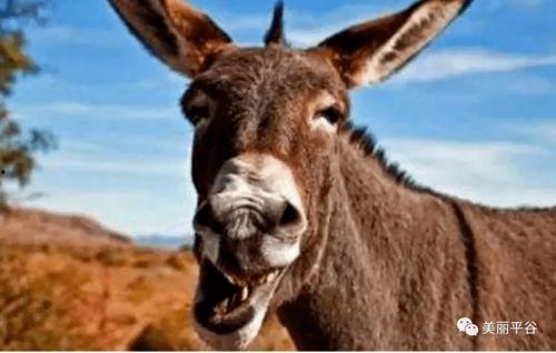 二驴直播吃哈密瓜视频,现场盛况引网友热议