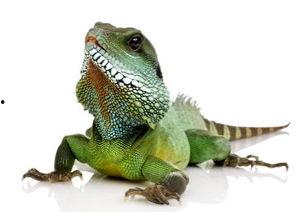 吃瓜蜥蜴视频百度云资源,独家百度云资源视频深度解析