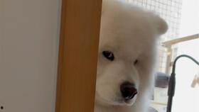 柯基吃瓜视频教学,萌宠教学新风尚