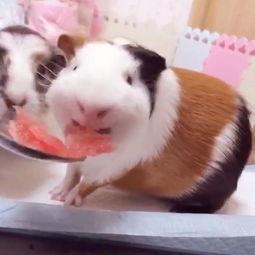 大猪猪吃瓜视频免费观看,揭秘热门视频背后的趣味故事