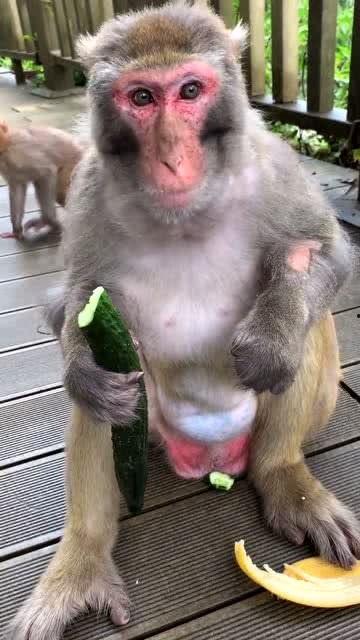 女人吃瓜像猴子视频下载,揭秘女人吃瓜如猴子的趣味瞬间