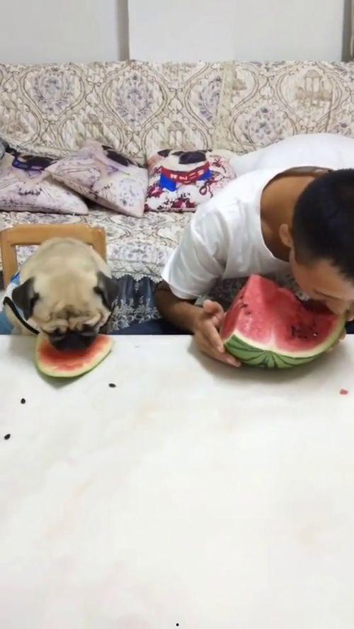 最搞笑的吃瓜西瓜视频,笑果连连！西瓜视频里的搞笑吃瓜瞬间大盘点