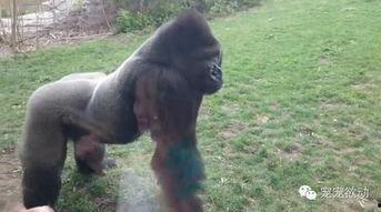 女孩吃瓜变猩猩视频播放,视频播放引发热议