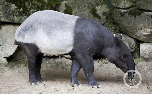 中美貘吃哈密瓜视频,跨国友谊甜蜜上演