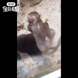 大马猴吃瓜视频