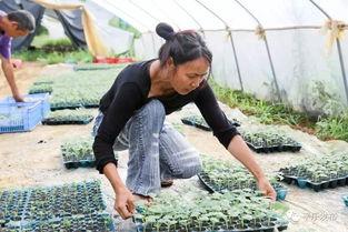 西瓜视频吃瓜的源头