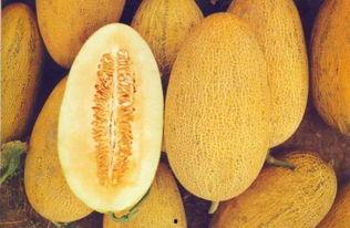 新疆小狗吃哈密瓜视频大全,小狗大快朵颐哈密瓜视频集锦