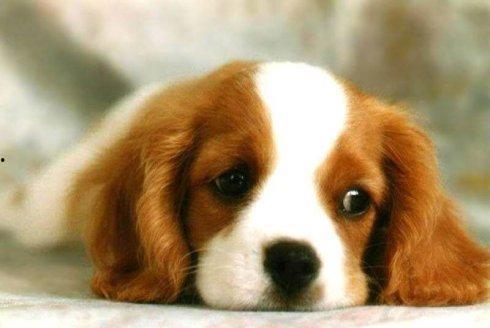 狗狗吃茭瓜视频教程大全,视频大全带你轻松制作