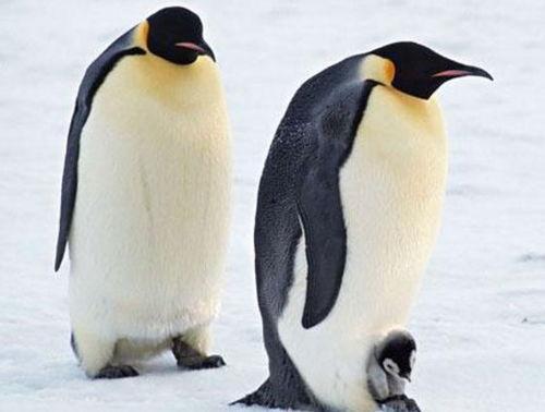 两只企鹅吃瓜视频