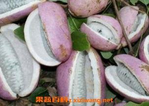 孩子吃八月瓜好不好呢视频,八月瓜对孩子有益吗？营养与适宜性分析