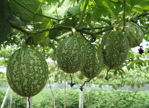 二哈可以吃吊瓜吗视频教程