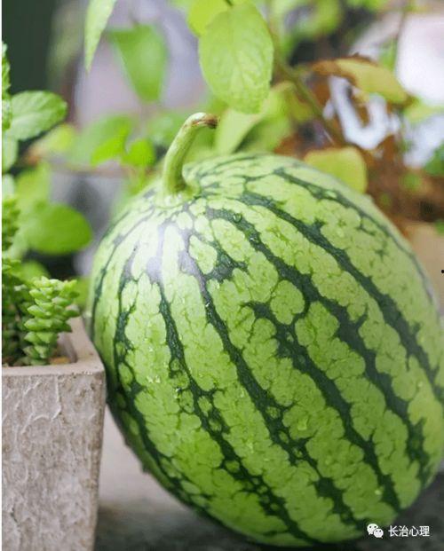 周六吃瓜视频大全,盘点热门吃瓜视频大全