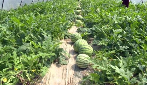 乐山吃瓜事件视频最新