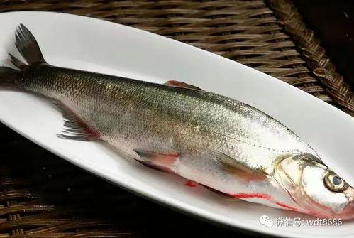 咪子鱼吃瓜现场视频下载