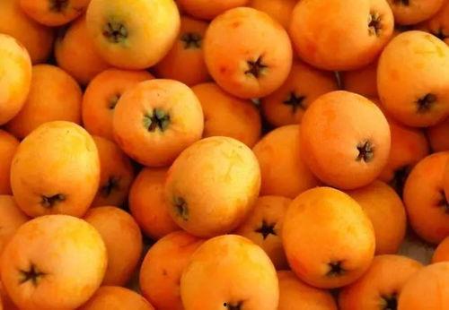 枇杷视频吃瓜网站直播,吃瓜群众狂欢的瓜田盛宴