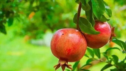 石榴悦兰湾吃瓜视频,揭秘网红吃瓜视频背后的美食之旅