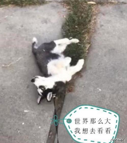 哈士奇不回家吃瓜视频,萌态十足引网友爆笑
