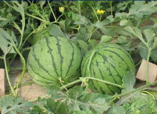 韩城百姓吃瓜事件视频,一场引发热议的网络狂欢