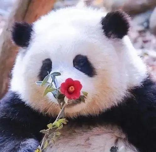 熊猫吃花花蜜瓜视频大全,花花蜜瓜视频盛宴