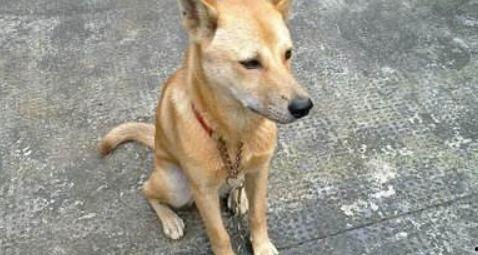 土狗吃白瓜好吗视频播放,趣味视频揭示狗狗美食新选择