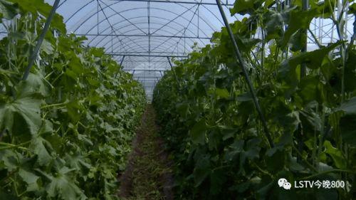 西昌吃瓜视频怎么看