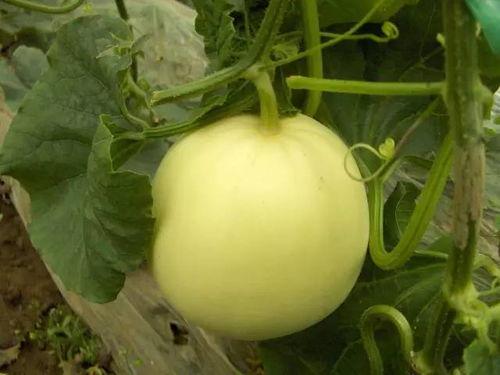 香瓜猫吃瓜视频完整版